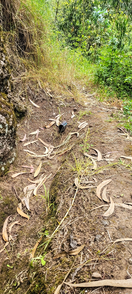 24 de junho de 2022 Cinco descobertas de levadas em torno de Canhas — Levada dos Castanheiros: aberta até ao Caminho do Lombo da Piedade — foto 1
