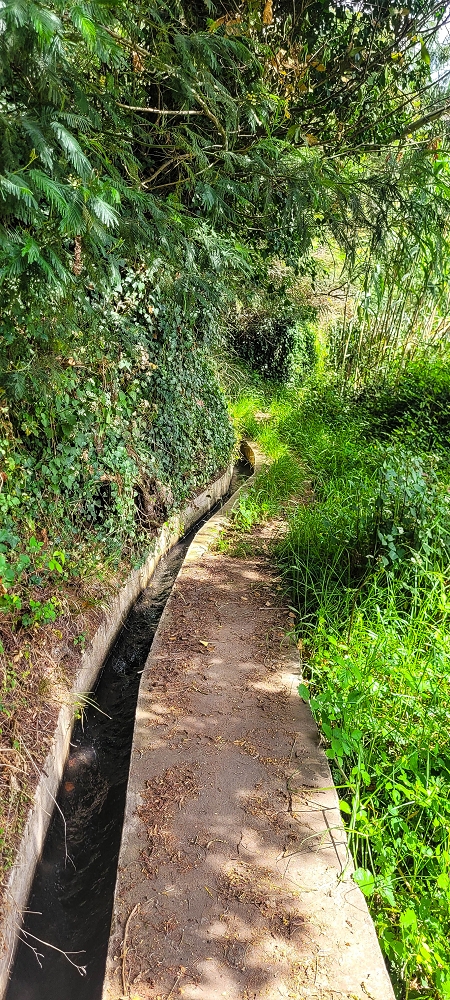 24 de junho de 2022 Cinco descobertas de levadas em torno de Canhas — Levada da Faja do Lombo de Piedade: até à Madre — foto 4
