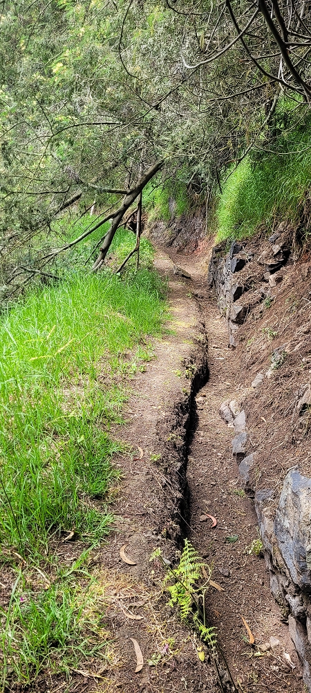 24 de junho de 2022 Cinco descobertas de levadas em torno de Canhas — Levada dos Castanheiros: aberta até ao Caminho do Lombo da Piedade — foto 3