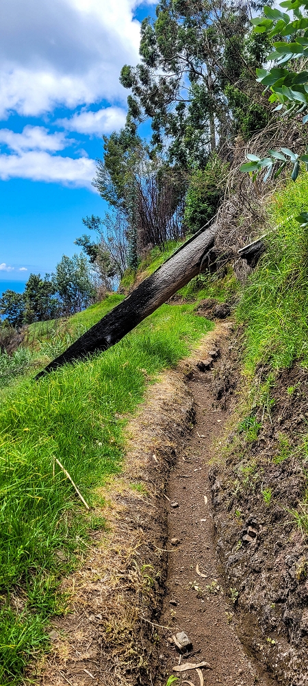 24 de junho de 2022 Cinco descobertas de levadas em torno de Canhas — Levada dos Castanheiros: aberta até ao Caminho do Lombo da Piedade — foto 4