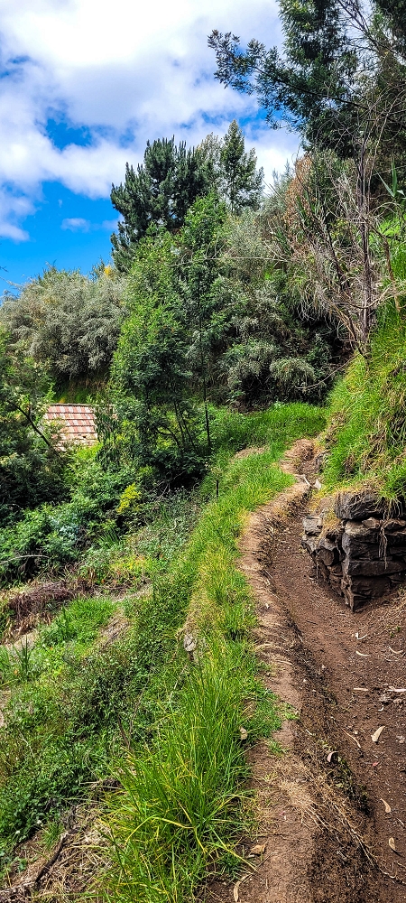 24 de junho de 2022 Cinco descobertas de levadas em torno de Canhas — Levada dos Castanheiros: aberta até ao Caminho do Lombo da Piedade — foto 6