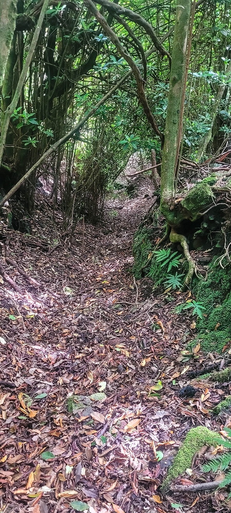 24 June 2024 On old cleared tracks to Monte do Trigo — The newly found path — photo 2