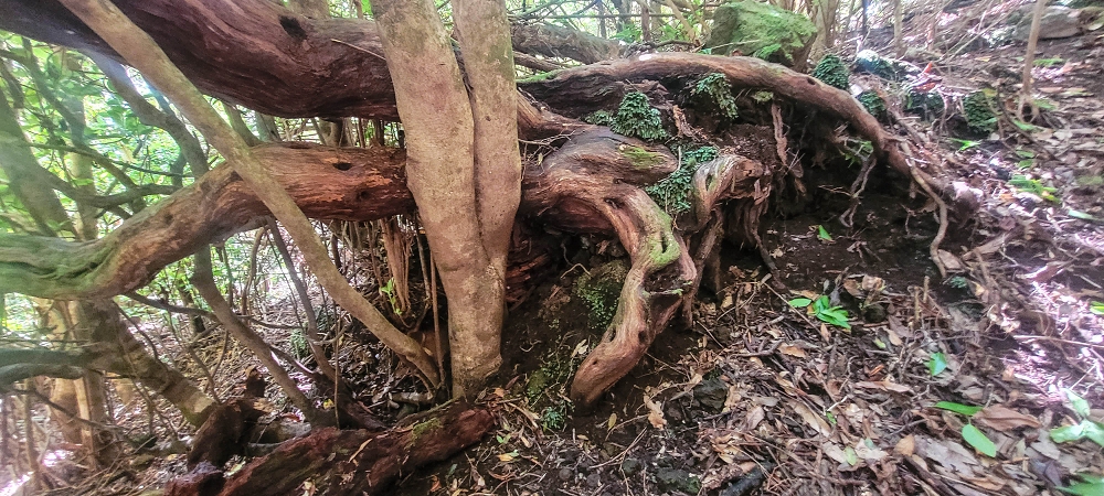 24 June 2024 On old cleared tracks to Monte do Trigo — The newly found path — photo 3