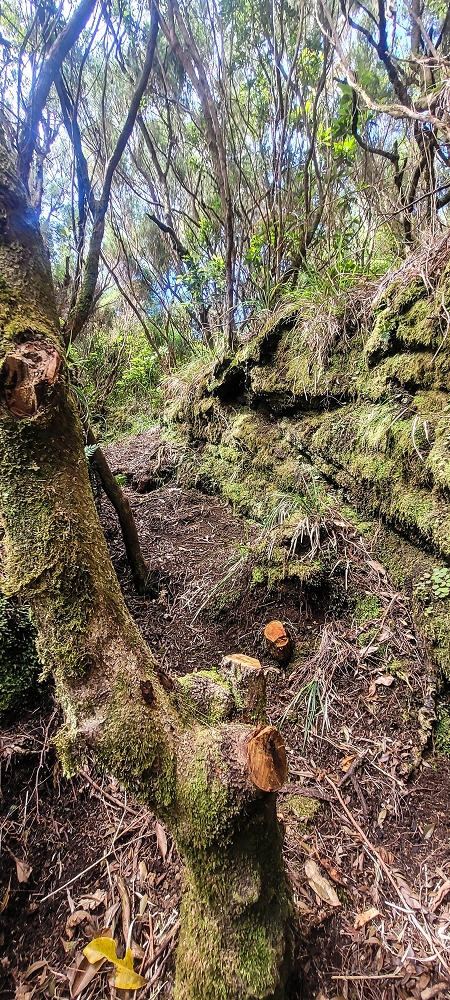 24 June 2024 On old cleared tracks to Monte do Trigo — The newly found path — photo 4