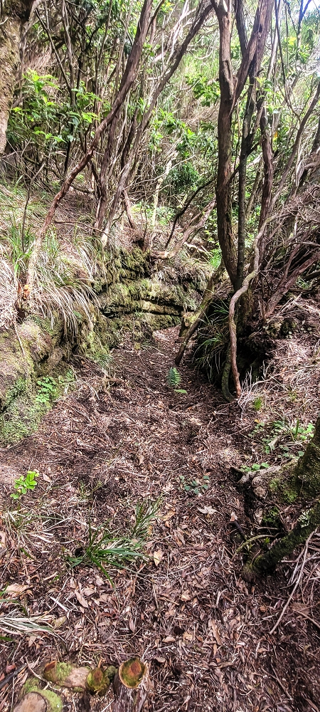 24 June 2024 On old cleared tracks to Monte do Trigo — The newly found path — photo 5
