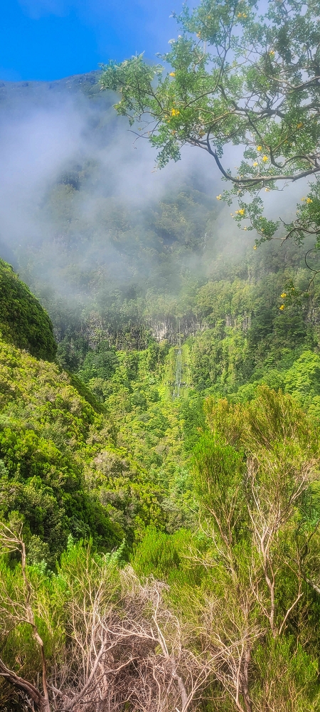 24 June 2024 On old cleared tracks to Monte do Trigo — The newly found path — photo 6