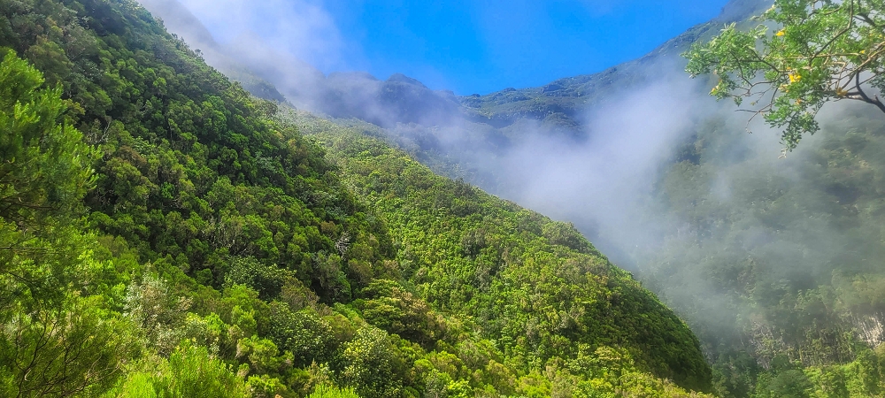 24 June 2024 On old cleared tracks to Monte do Trigo — The newly found path — photo 7