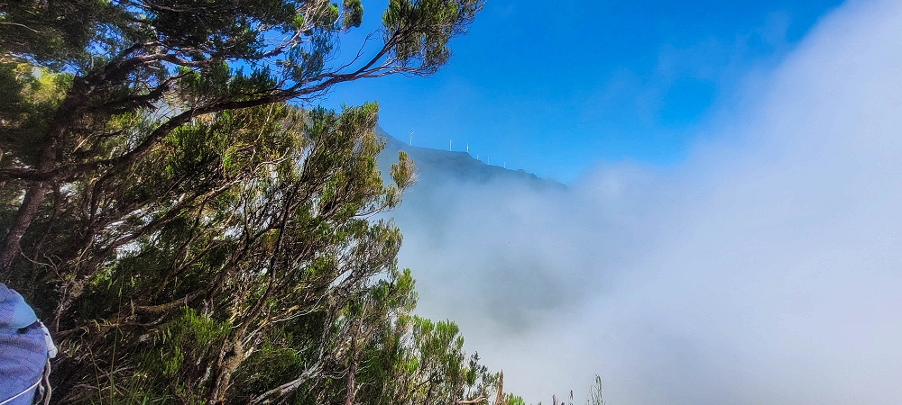 24 June 2024 On old cleared tracks to Monte do Trigo — The newly found path — photo 8