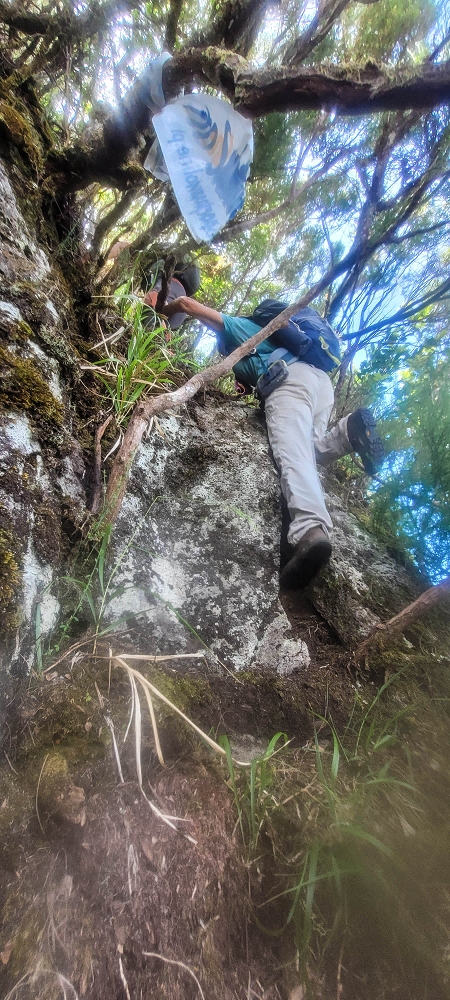 24 June 2024 On old cleared tracks to Monte do Trigo — The newly found path — photo 10