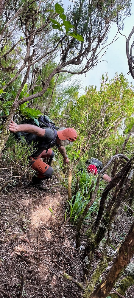 24 June 2024 On old cleared tracks to Monte do Trigo — The newly found path — photo 11