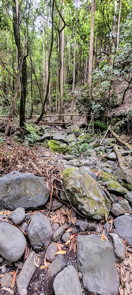 24 June 2024 On old cleared tracks to Monte do Trigo — The alternative ascent with the threshing floors — photo 2