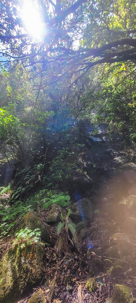 24 June 2024 On old cleared tracks to Monte do Trigo — The descent as far as the ladder — photo 2