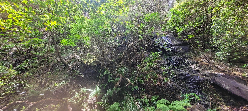 24 June 2024 On old cleared tracks to Monte do Trigo — The descent as far as the ladder — photo 3