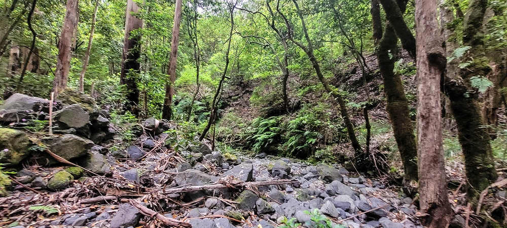 24 June 2024 On old cleared tracks to Monte do Trigo — The alternative ascent with the threshing floors — photo 3