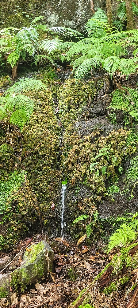 24 June 2024 On old cleared tracks to Monte do Trigo — The descent as far as the ladder — photo 4
