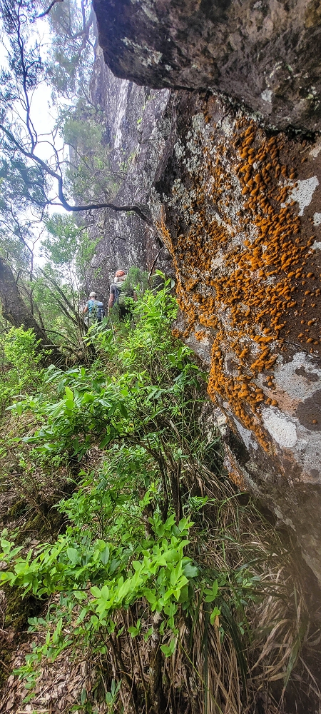 24 June 2024 On old cleared tracks to Monte do Trigo — The descent as far as the ladder — photo 8