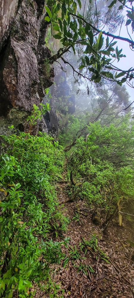 24 June 2024 On old cleared tracks to Monte do Trigo — The descent as far as the ladder — photo 9