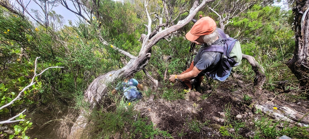 24 June 2024 On old cleared tracks to Monte do Trigo — The descent as far as the ladder — photo 11