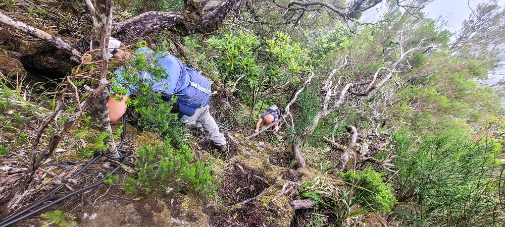 24 June 2024 On old cleared tracks to Monte do Trigo — The descent as far as the ladder — photo 12