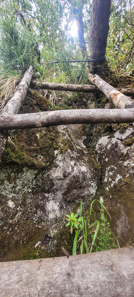 24 June 2024 On old cleared tracks to Monte do Trigo — The ladder — photo 2