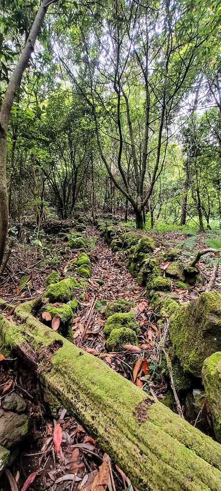 24 June 2024 On old cleared tracks to Monte do Trigo — The alternative ascent with the threshing floors — photo 4