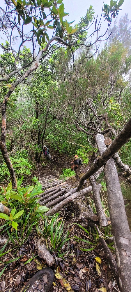 24 June 2024 On old cleared tracks to Monte do Trigo — The ladder — photo 3