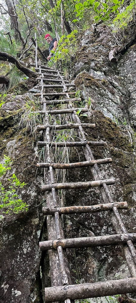 24 June 2024 On old cleared tracks to Monte do Trigo — The ladder — photo 4