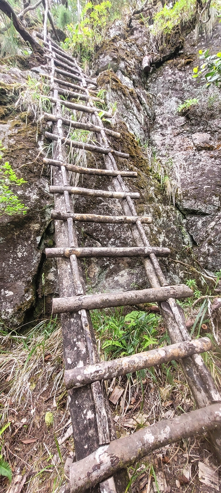 24 June 2024 On old cleared tracks to Monte do Trigo — The ladder — photo 5