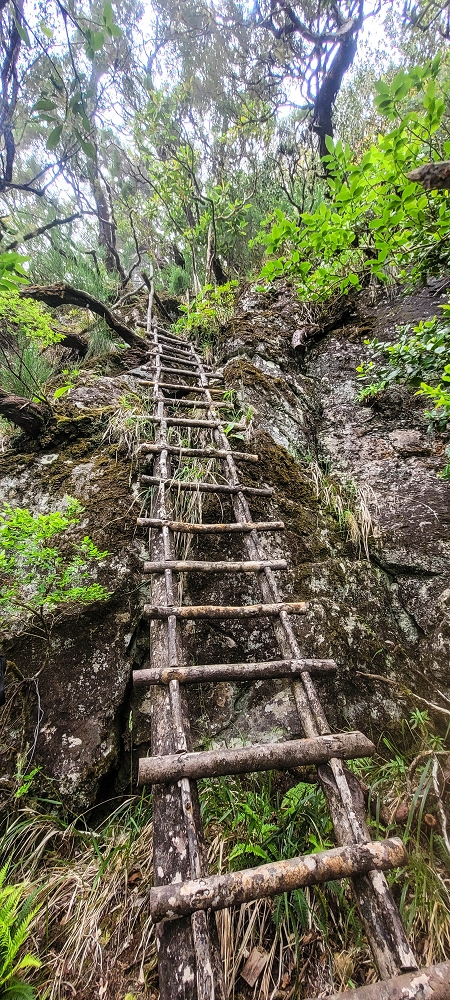 24 June 2024 On old cleared tracks to Monte do Trigo — The ladder — photo 6