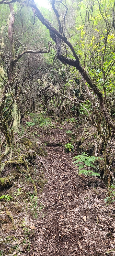 24 June 2024 On old cleared tracks to Monte do Trigo — The descent continues as far as the Norte — photo 1