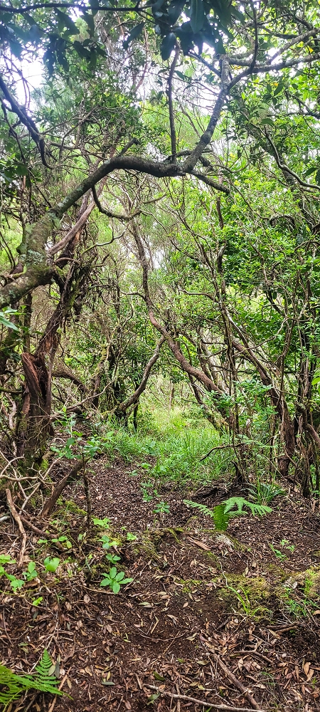 24 June 2024 On old cleared tracks to Monte do Trigo — The descent continues as far as the Norte — photo 2