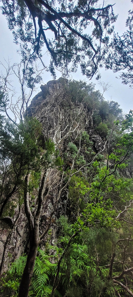 24 June 2024 On old cleared tracks to Monte do Trigo — The descent continues as far as the Norte — photo 3
