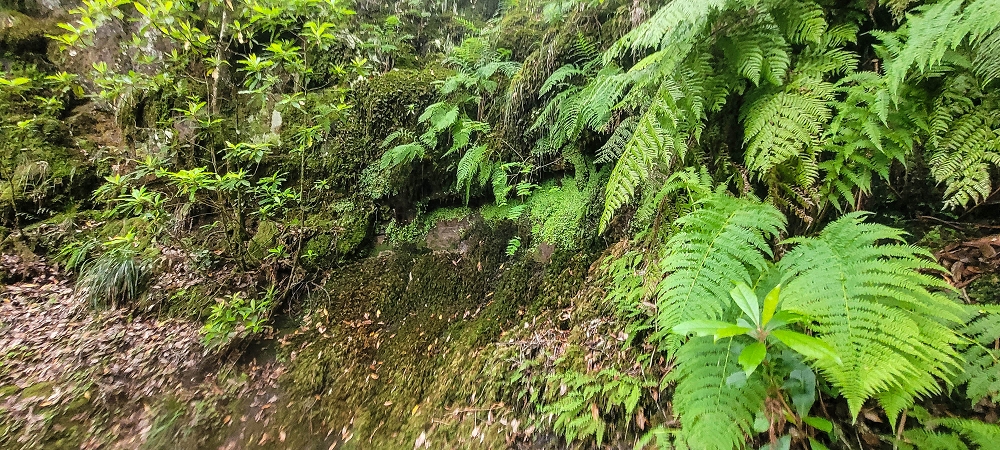 24 June 2024 On old cleared tracks to Monte do Trigo — The descent continues as far as the Norte — photo 5