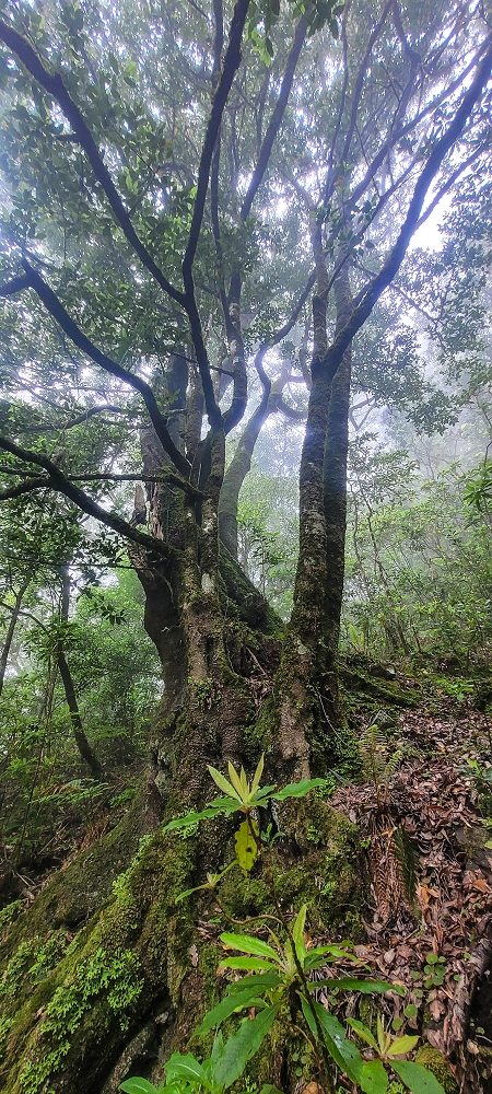 24 June 2024 On old cleared tracks to Monte do Trigo — The descent continues as far as the Norte — photo 6