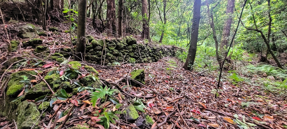 24 June 2024 On old cleared tracks to Monte do Trigo — The alternative ascent with the threshing floors — photo 5
