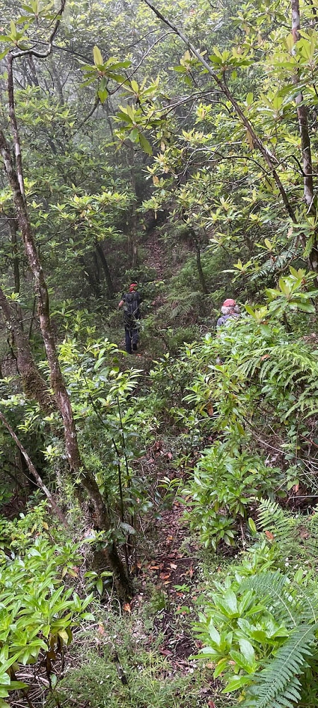 24 June 2024 On old cleared tracks to Monte do Trigo — The descent continues as far as the Norte — photo 7