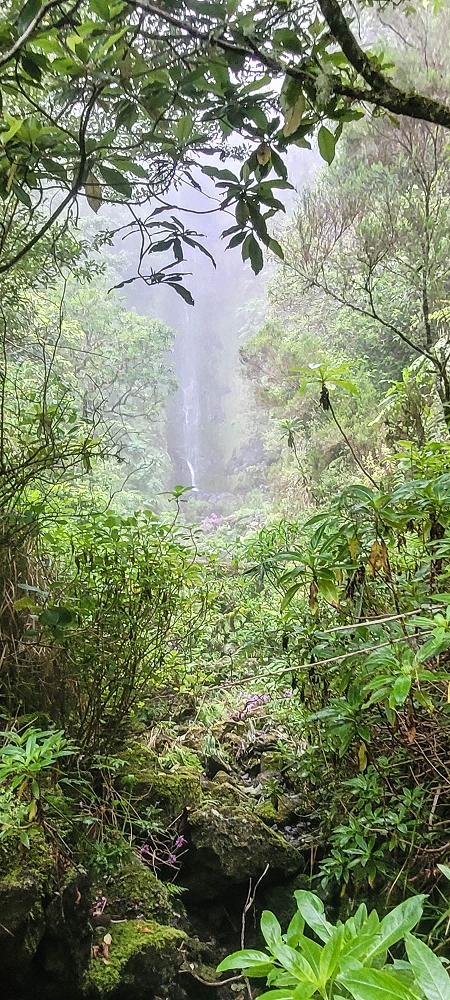 24 June 2024 On old cleared tracks to Monte do Trigo — The descent continues as far as the Norte — photo 8
