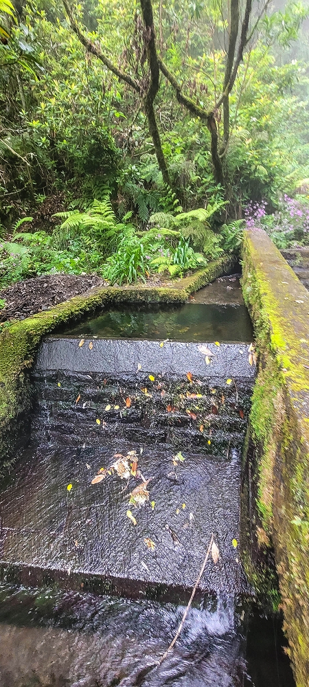 24 June 2024 On old cleared tracks to Monte do Trigo — Back to the Encumeada pass on the Norte — photo 3
