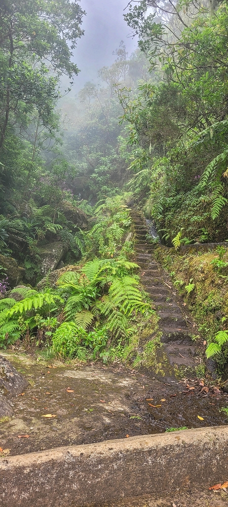 24 June 2024 On old cleared tracks to Monte do Trigo — Back to the Encumeada pass on the Norte — photo 5