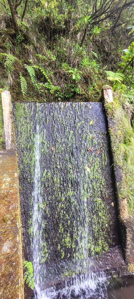 24 June 2024 On old cleared tracks to Monte do Trigo — Back to the Encumeada pass on the Norte — photo 6
