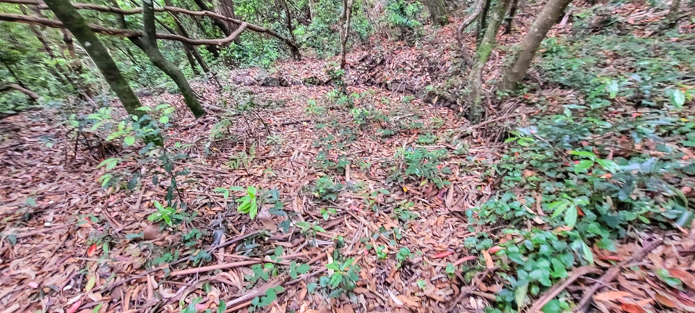 24 June 2024 On old cleared tracks to Monte do Trigo — The alternative ascent with the threshing floors — photo 6