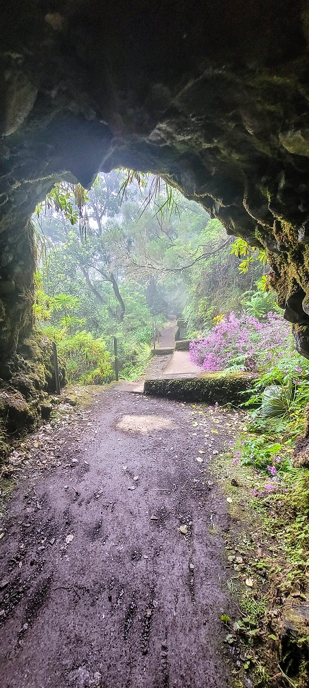 24 June 2024 On old cleared tracks to Monte do Trigo — Back to the Encumeada pass on the Norte — photo 10