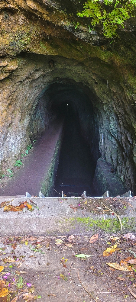 24 June 2024 On old cleared tracks to Monte do Trigo — Back to the Encumeada pass on the Norte — photo 14