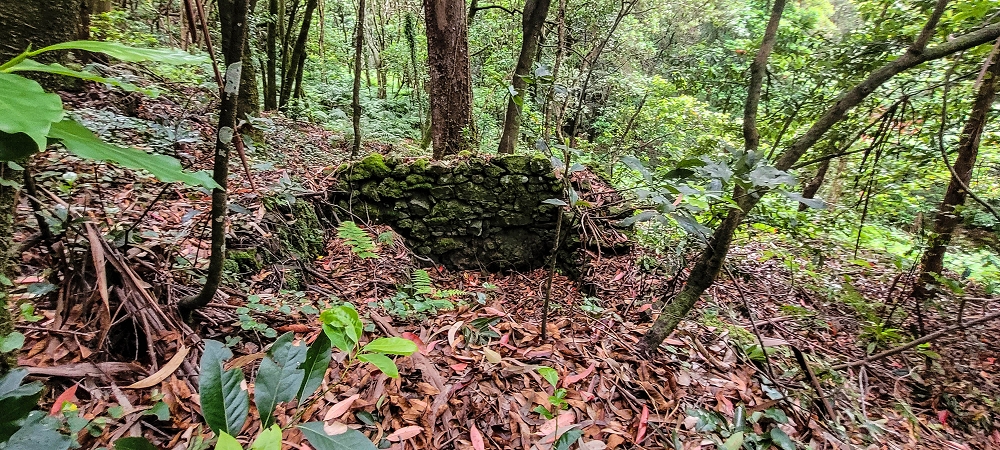 24 June 2024 On old cleared tracks to Monte do Trigo — The alternative ascent with the threshing floors — photo 7