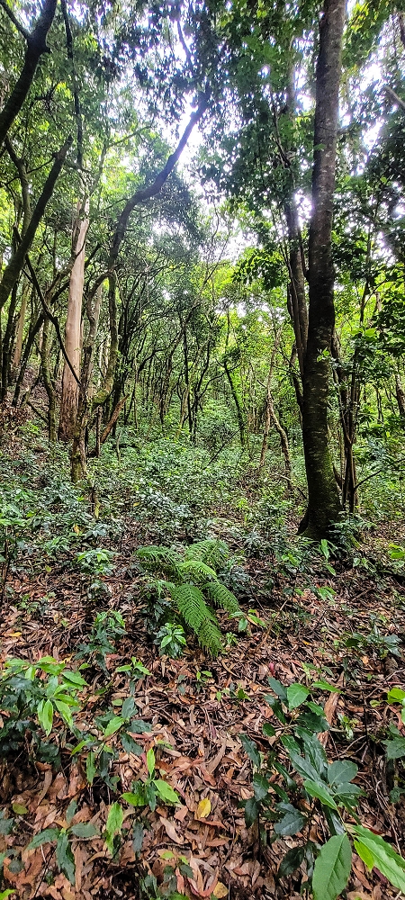 24 June 2024 On old cleared tracks to Monte do Trigo — The alternative ascent with the threshing floors — photo 8