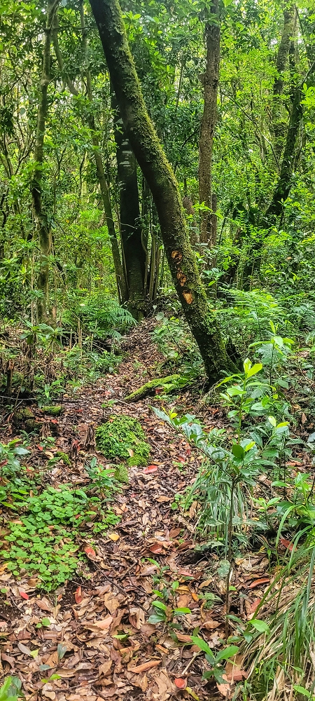 24 June 2024 On old cleared tracks to Monte do Trigo — The newly found path — photo 1