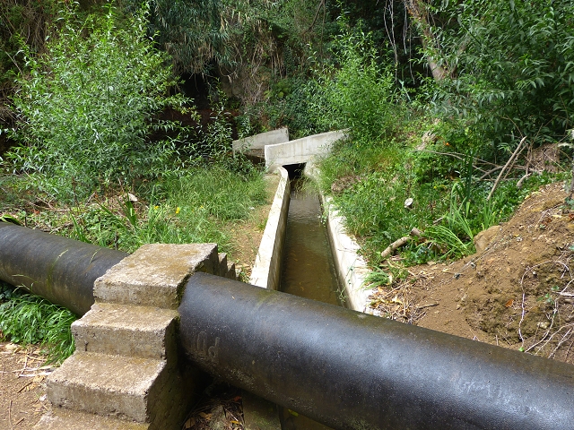 24.07.2014 Levada do Canico and Levada dos Tornos (south) — On the Levada dos Tornos — photo 11