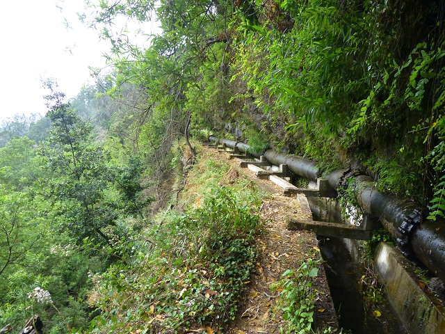 24.07.2014 Levada do Canico and Levada dos Tornos (south) — On the Levada dos Tornos — photo 13