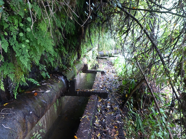 24.07.2014 Levada do Canico and Levada dos Tornos (south) — On the Levada dos Tornos — photo 14