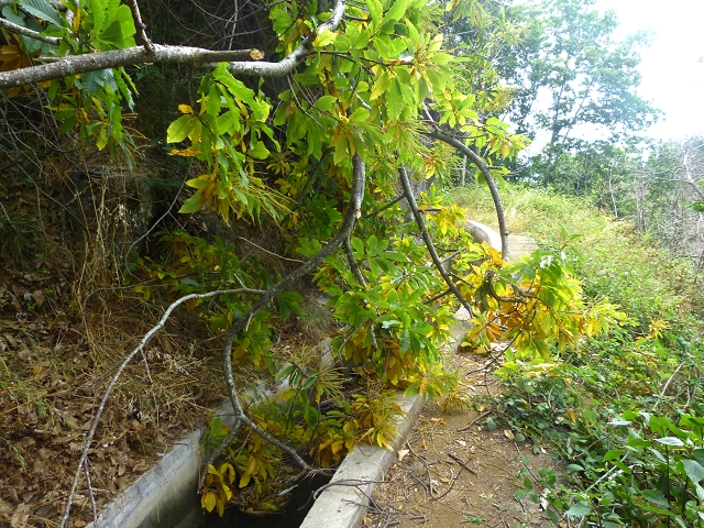 24.07.2014 Levada do Canico and Levada dos Tornos (south) — On the Levada dos Tornos — photo 27
